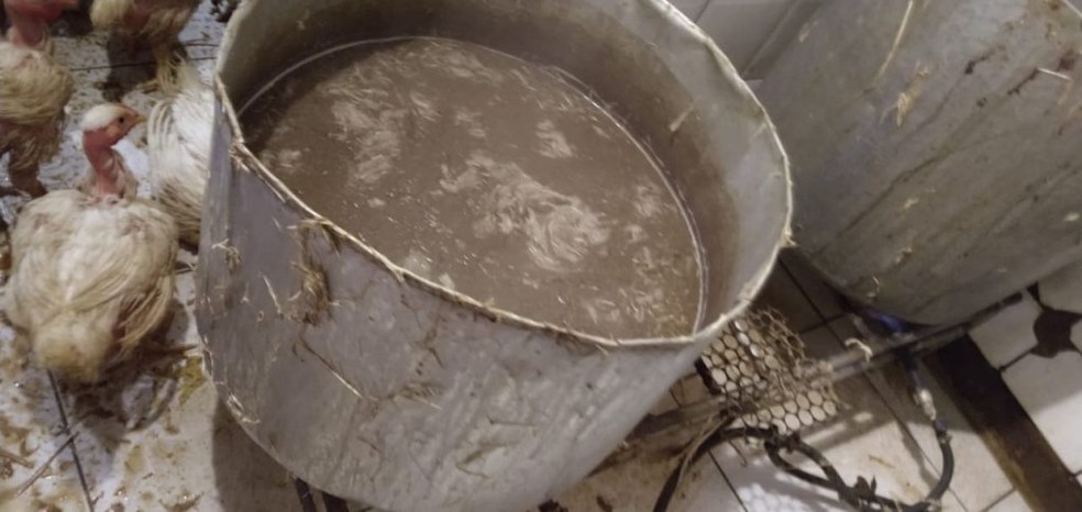 Abate dos animais era feito no mesmo local de vende dos alimento, sem as mínimas condições de higiene — Foto: Secom