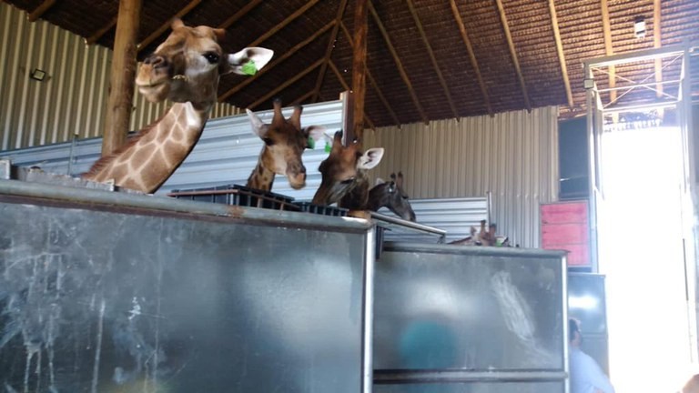 Registro da situação das 15 girafas encontradas no safari em Mangaratiba  (Foto: Divulgação/Assessoria de Comunicação Social da Polícia Federal)