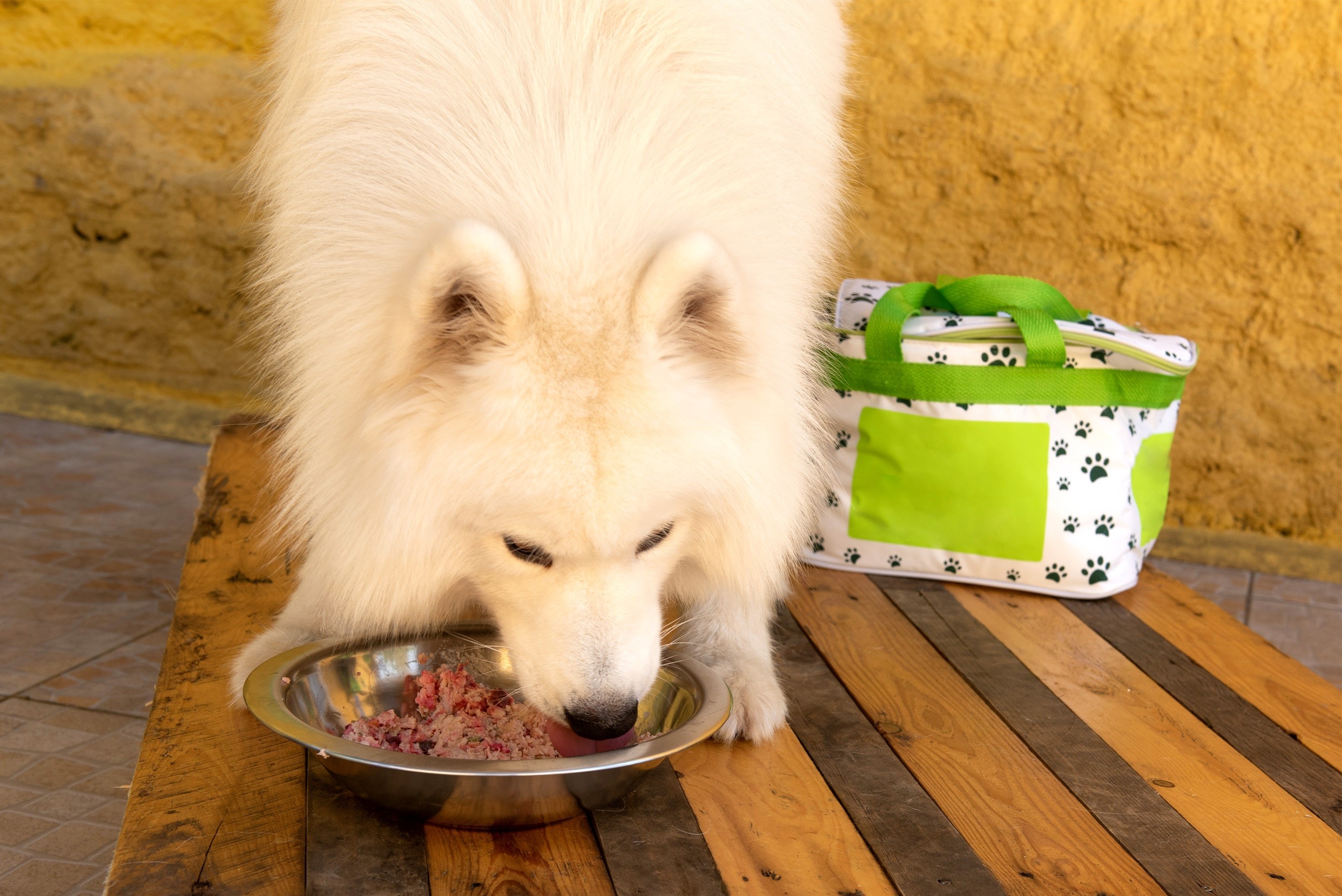 Dog Natural Food: comida natural para cães