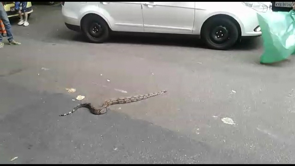 Cobra foi flagrada pelo espectador Mauro Horta em Copacabana (Foto: ReproduÃ§Ã£o/TV Globo)