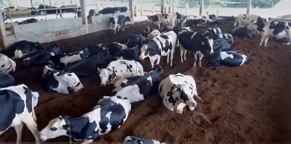 Vacas são criadas com mais espaço e em um terreno mais confortável, em Rolândia — Foto: Reprodução/RPC