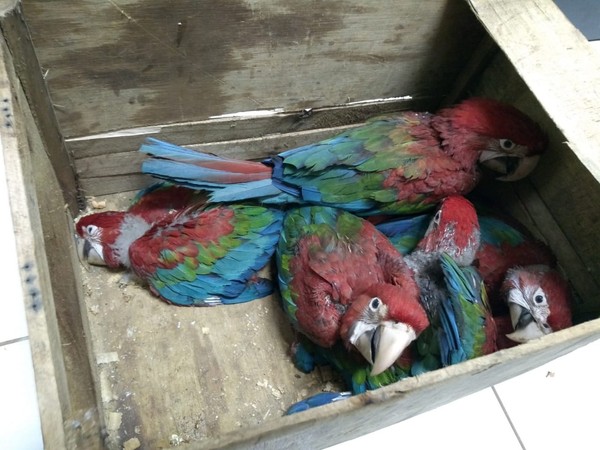 Arara Caninde A Venda Em Curitiba Homens Flagrados Transportando Filhotes De Arara E Papagaio Sao