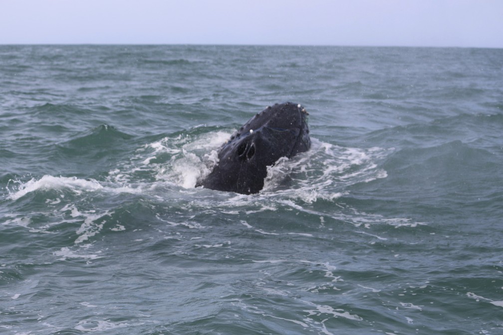Baleias tinham sido avistadas com materiais presos ao corpo em Florianópolis nos últimos dias  — Foto:  Emanuel Ferreira/R3 Animal
