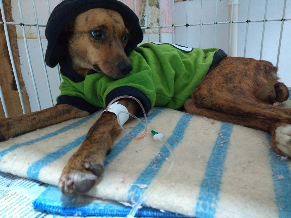 Cachorra Terrinha durante tratamento — Foto: ONG Protetores dos Animais de Bombinhas