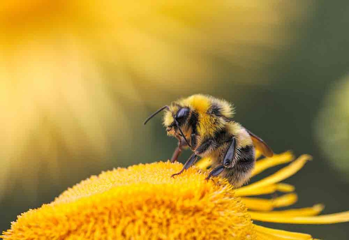Abelha Na Flor É Um Exemplo De Protocoperação Ou Mutualismo