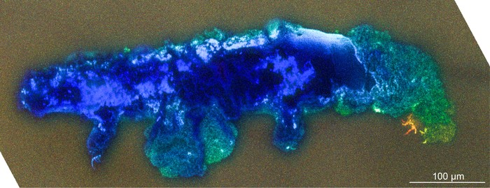 Fóssil de tardígrado observado em autofluorescência  (Foto: Marc A. Mapalo. (Harvard/NJIT))