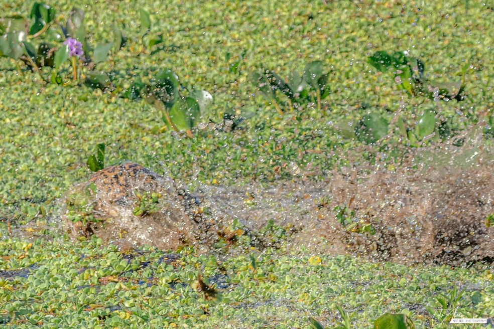 Onça não conseguiu pegar nenhum jacaré — Foto: Edir Alves/Foto