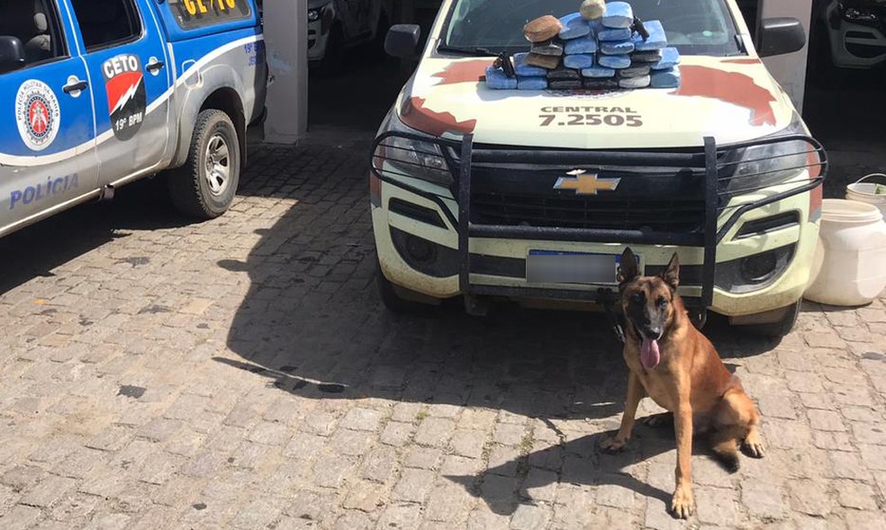 Cão localizou mais de 20 Kg de maconha no local — Foto: Divulgação/SSP-BA