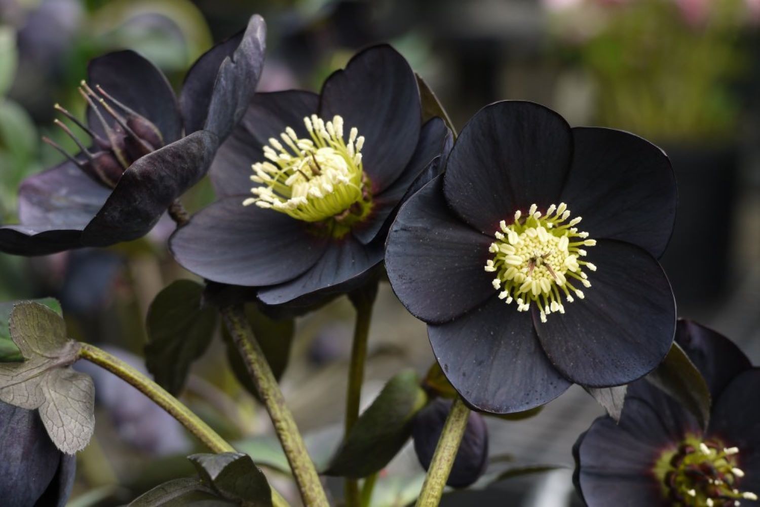 Heléboro negro: flor de inverno fácil de cuidar é cercada de lendas -  Revista Globo Rural | Vida na Fazenda
