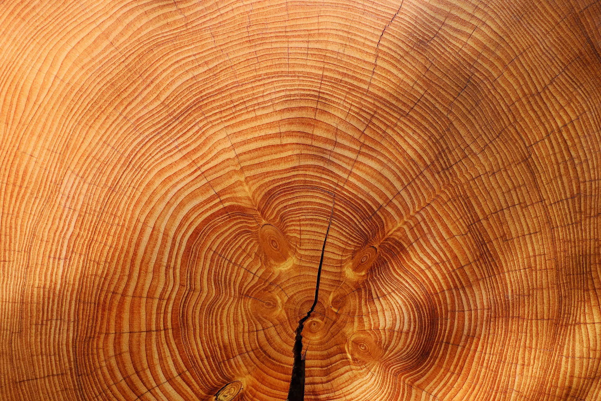 Anéis de crescimento da árvore. (Foto: Creative Commons / Courleur)