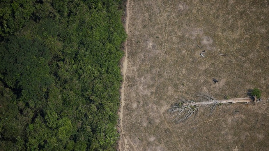 Fundo Amazônia foi criado em 2009 com doação inicial da Noruega para ajudar no combate ao desmatamento