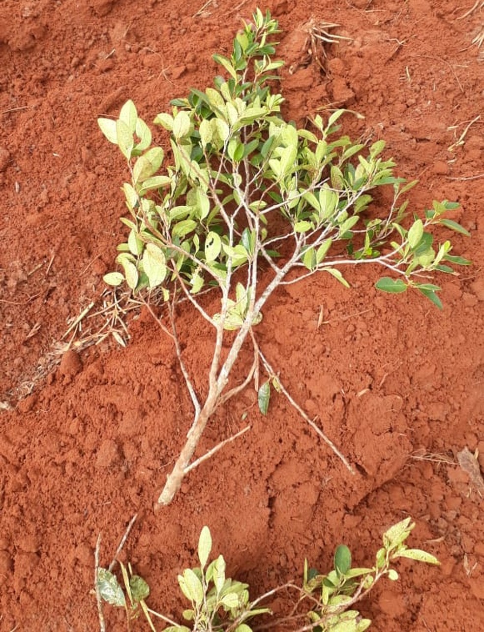 Vestígios foram deixados e policiais constataram que árvores foram suprimidas e enterradas  — Foto: Polícia Ambiental/Cedida