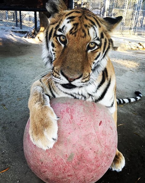 Tigre de Melanie Griffith (Foto: Instagram)