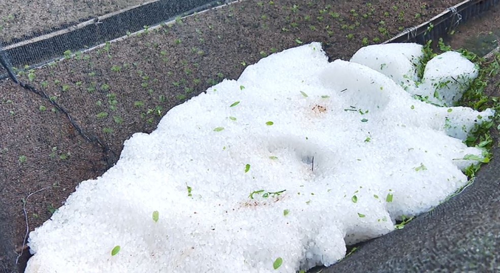 Granizo em produção rural de Caconde — Foto: Redes Sociais