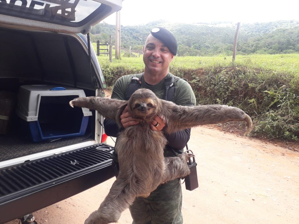 Bicho-preguiça quase atacado por cães é resgatado de chácara em Jundiaí