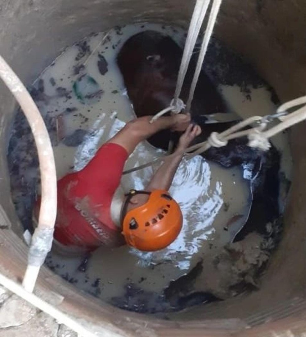 Cavalo de cerca de 300 quilos cai em poço abandonado e é regatado pelos Bombeiros em Rio Branco — Foto: Arquivo/CBM-AC