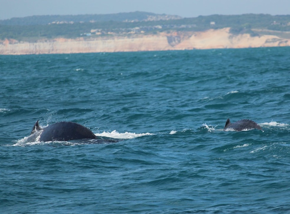 Baleias jubarte são registradas por pesquisador no litoral potiguar. Entre os animais, filhotes. — Foto: Lídio Nascimento