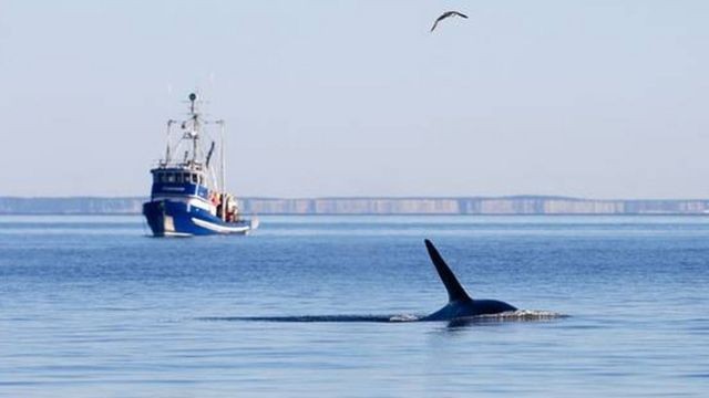 Uma das espécies animais mais ameaçadas do mundo: orca residente do sul nada no litoral da ilha San Juan, no Estado americano de Washington (Foto: M. MALLESON/GETTY IMAGES)