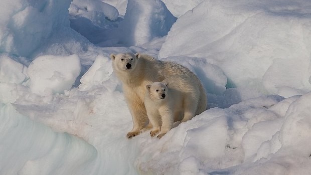 Urso-polar - Ursus maritimus (Foto: Andreas Weith / Wikimedia Commons / CreativeCommons)