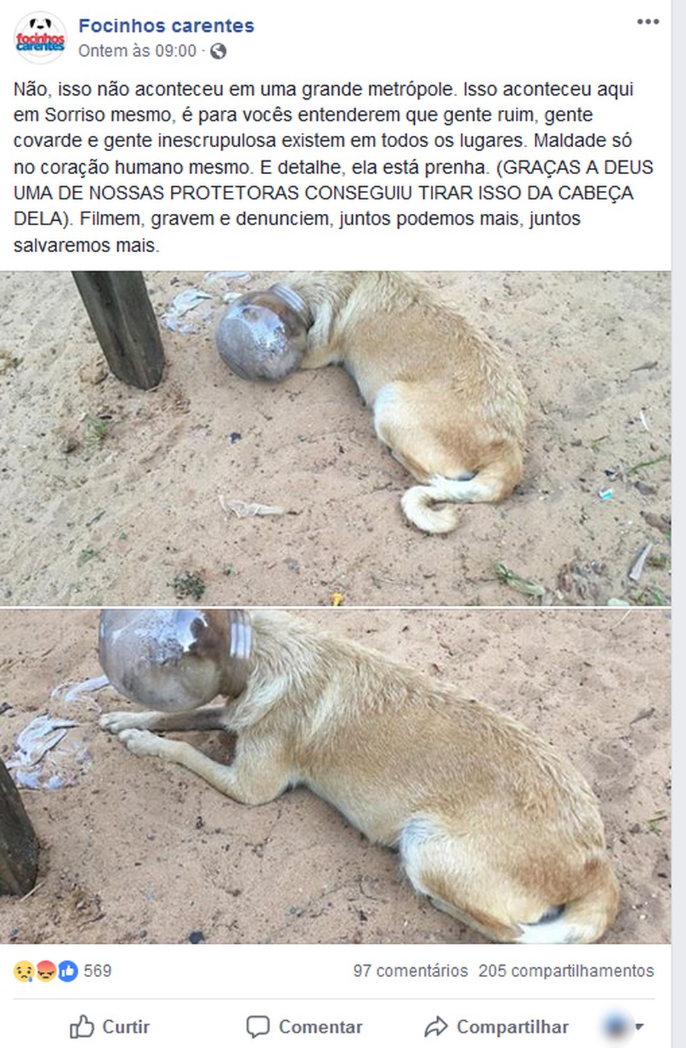 Post feito por ONG no Facebook mostra a situaÃ§Ã£o em que a cadela foi encontrada â€” Foto: Facebook/ReproduÃ§Ã£o