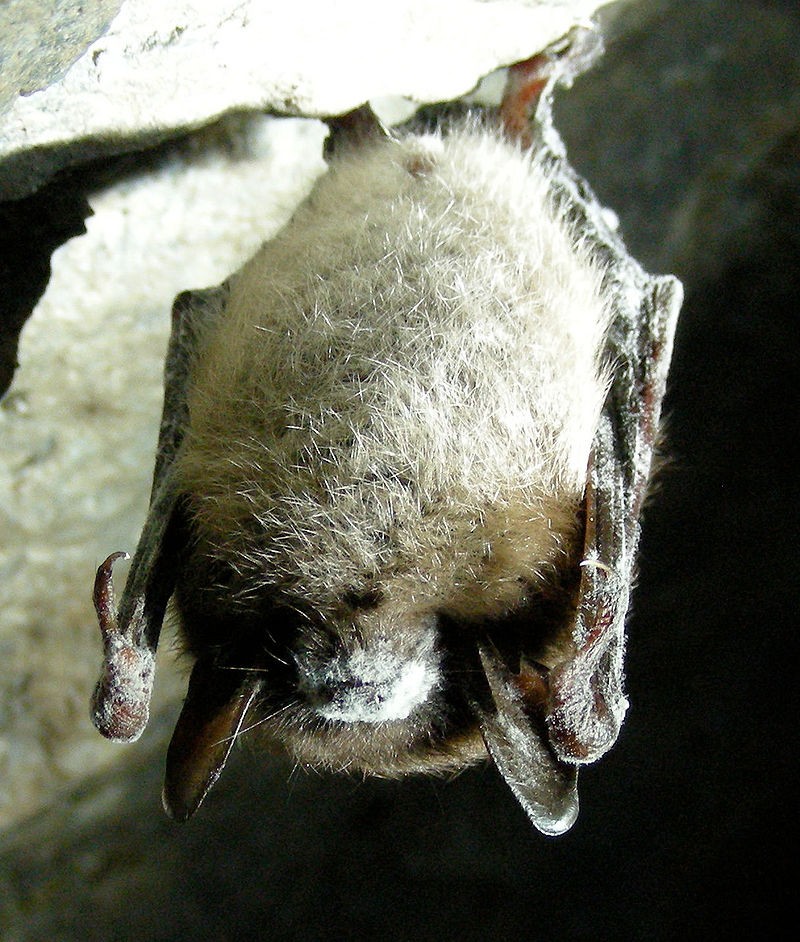 Um morcego contaminado pela doença do fungo Geomyces destructans (Foto: Wikipedia Commons)