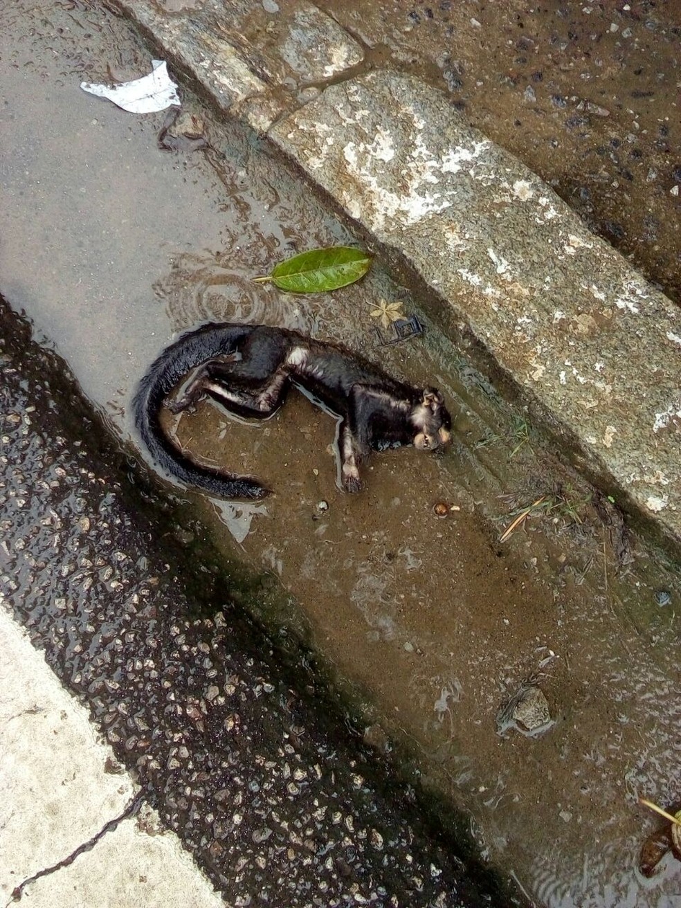 Macaco encontrado morto no distrito de Governador Portela, em Miguel Pereira (Foto: Arquivo Pessoal)