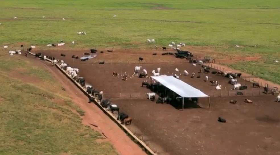 Em outra fazenda, os animais ficam em um semi-confinamento — Foto: Reprodução/TVCA