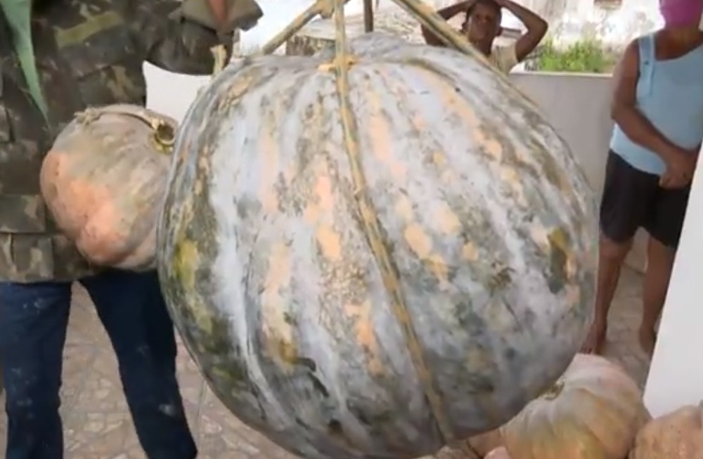 Agricultora na BA é surpreendida com crescimento de abóboras 'gigantes' no quintal dela — Foto: Reprodução/TV Bahia