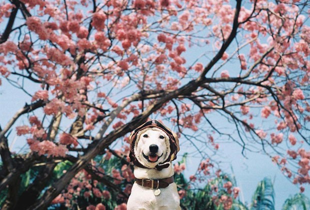Gluta, cadela feliz (Foto: Sorasart Wisetsin/Divulgação)
