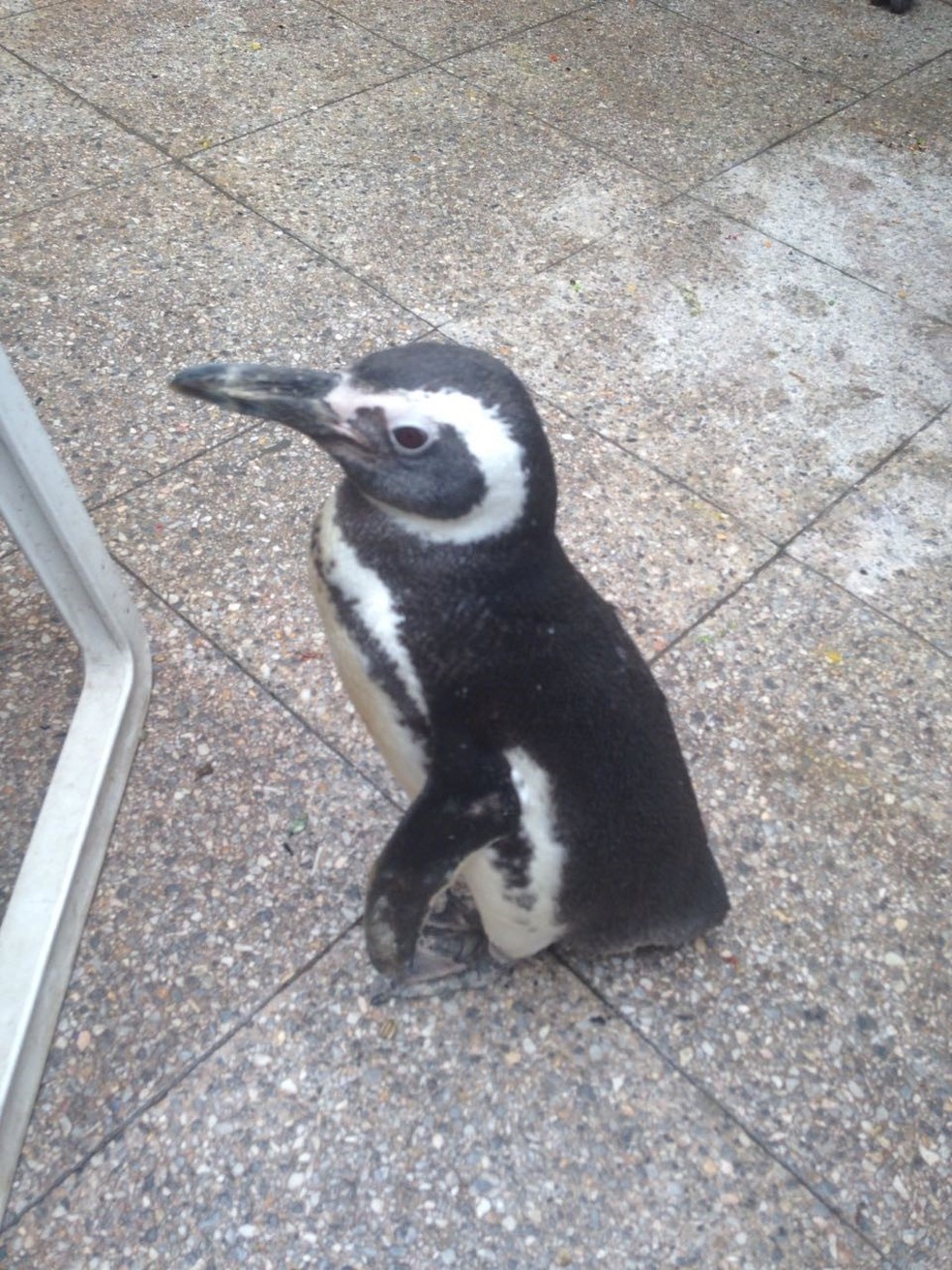 Pinguim resgatado pela polícia em cobertura do RJ embarca para Centro de  Pesquisa no RS | Rio de Janeiro | G1