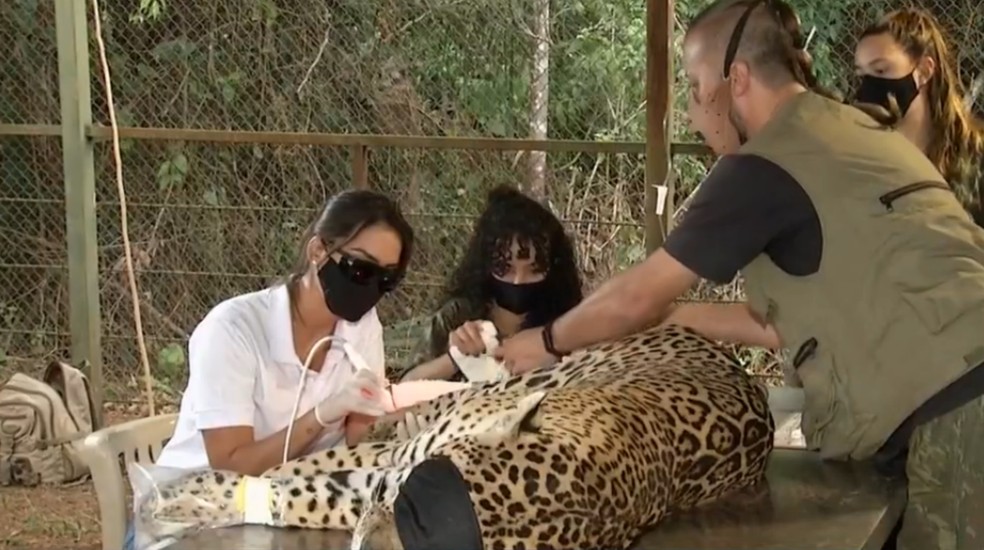 Onça-pintada é tratada com ozônio e laser em Corumbá de Goiás — Foto: Reprodução/TV Anhanguera