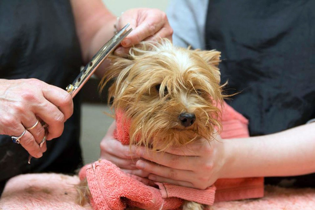 Cachorrinhos foram recuperados e postos para adoção (Foto: San Diego Humane Society via AP)