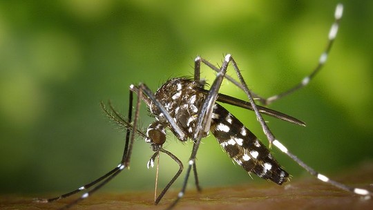 Estado de SP registra queda no número de casos de dengue neste ano