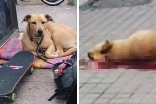 Imagens do antes e depois da ação policial que vitimou cão de sem teto em Barcelona (Foto: Reprodução/Twitter)