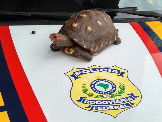 Tartaruga foi entregue à Polícia Ambiental (Foto: Divulgação/PRF Aparecida)