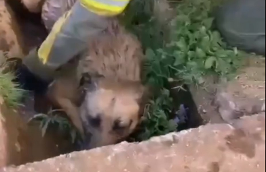 Cão foi resgatado por bombeiros perto de área atingida por incêndio em Portugal