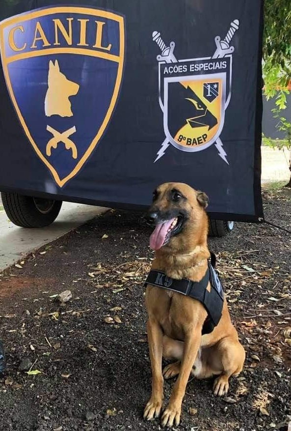 Canil do 9° Batalhão de Ações Especiais (BAEP) de Rio Preto conta com 12 cães  — Foto: Divulgação/Polícia Militar 