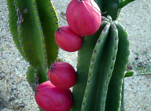 No exterior, o cacto-do-Peru é conhecido como Peruvian apple cactus, graças aos seus frutos esféricos e avermelhados, que lembram maçãs (Foto: Flickr / 3Point141 / Creative Commons)