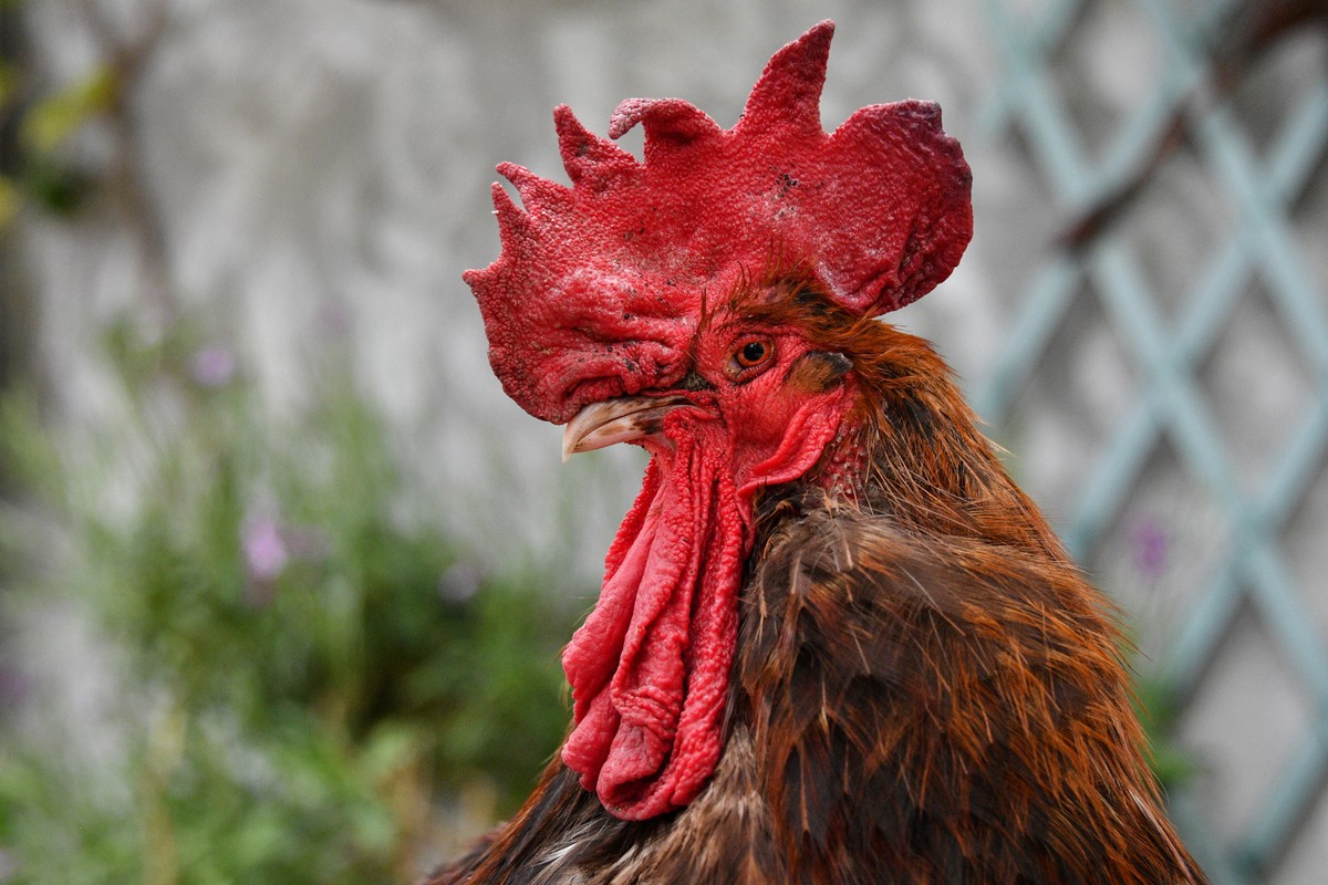 Pandemia leva franceses a promover galinhas a animais de estimação