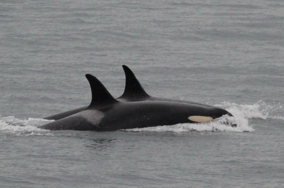 A orca está entre as poucas espécies de mamíferos que apresentam características de liderança feminina — Foto: Center for Whale Research via AP