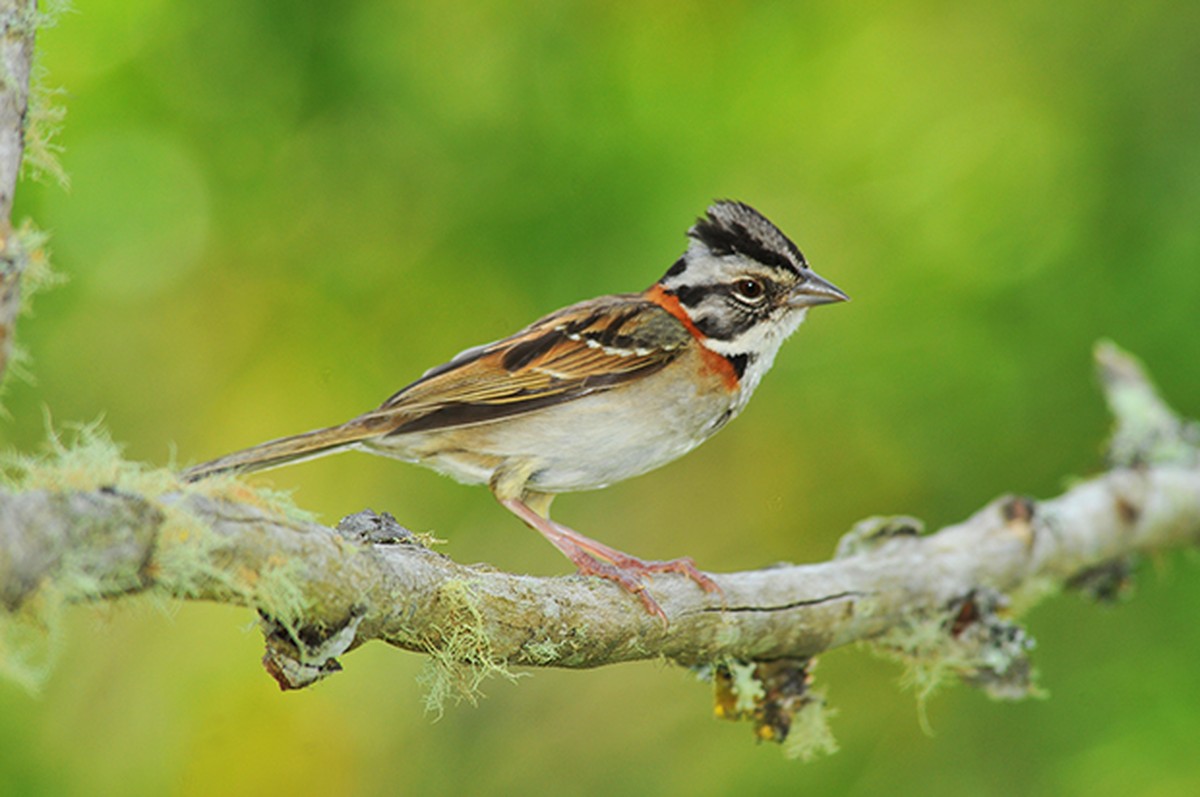 Da canção à fama na natureza: você conhece o tico-tico? | Fauna | G1