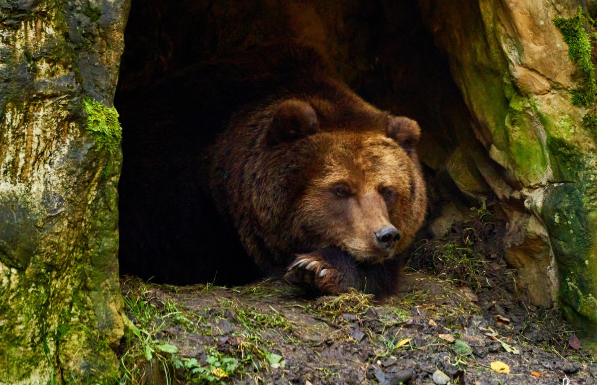 Os ursos param de hiberar durante a primavera para buscar alimento  (Foto: Canva/ CreativeCommons)