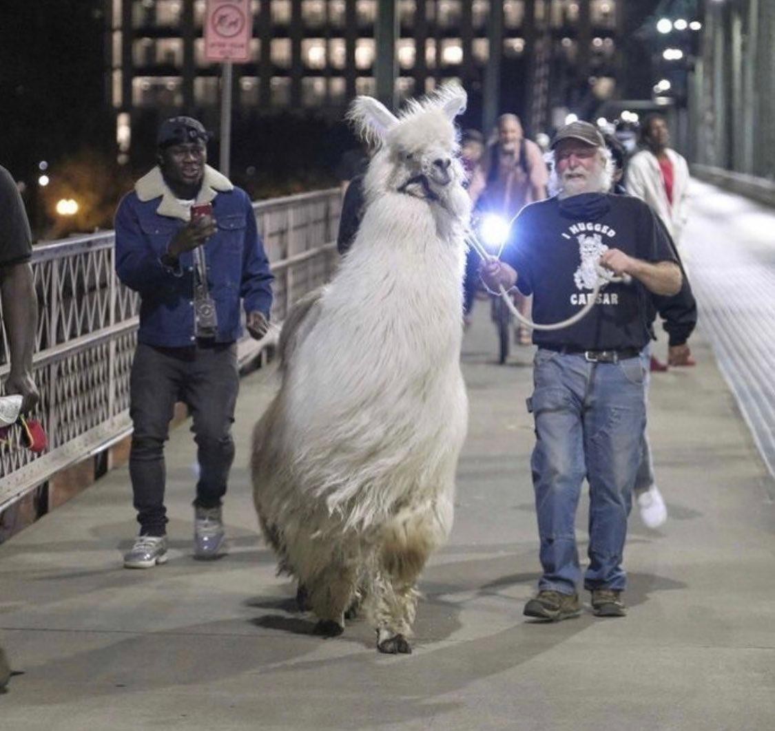 caesar the no drama llama - emotional support llama