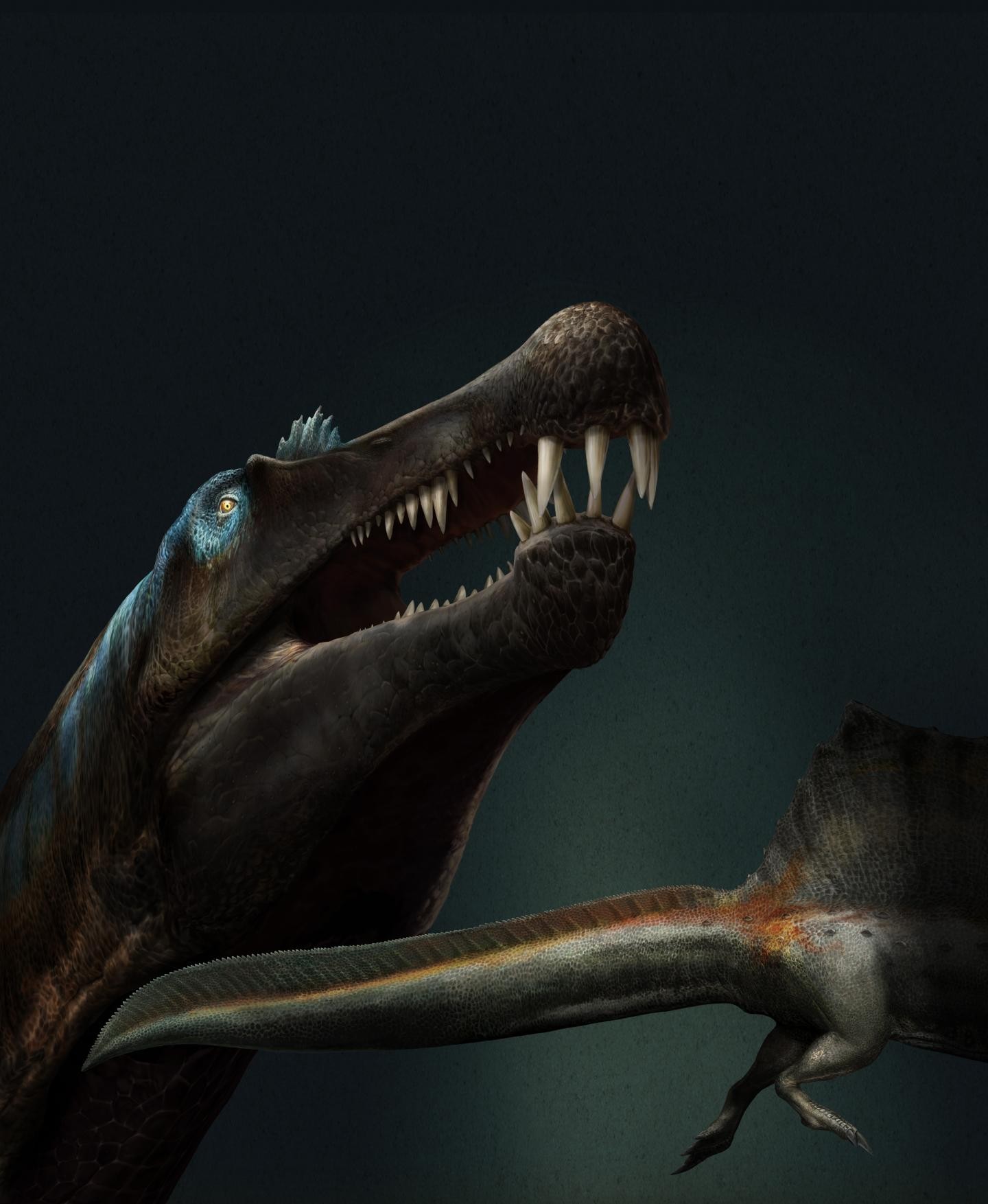 Dentes de espinossauro sugerem que espécie vivia na água há 100 mi de anos (Foto: Davide Bonadonna)
