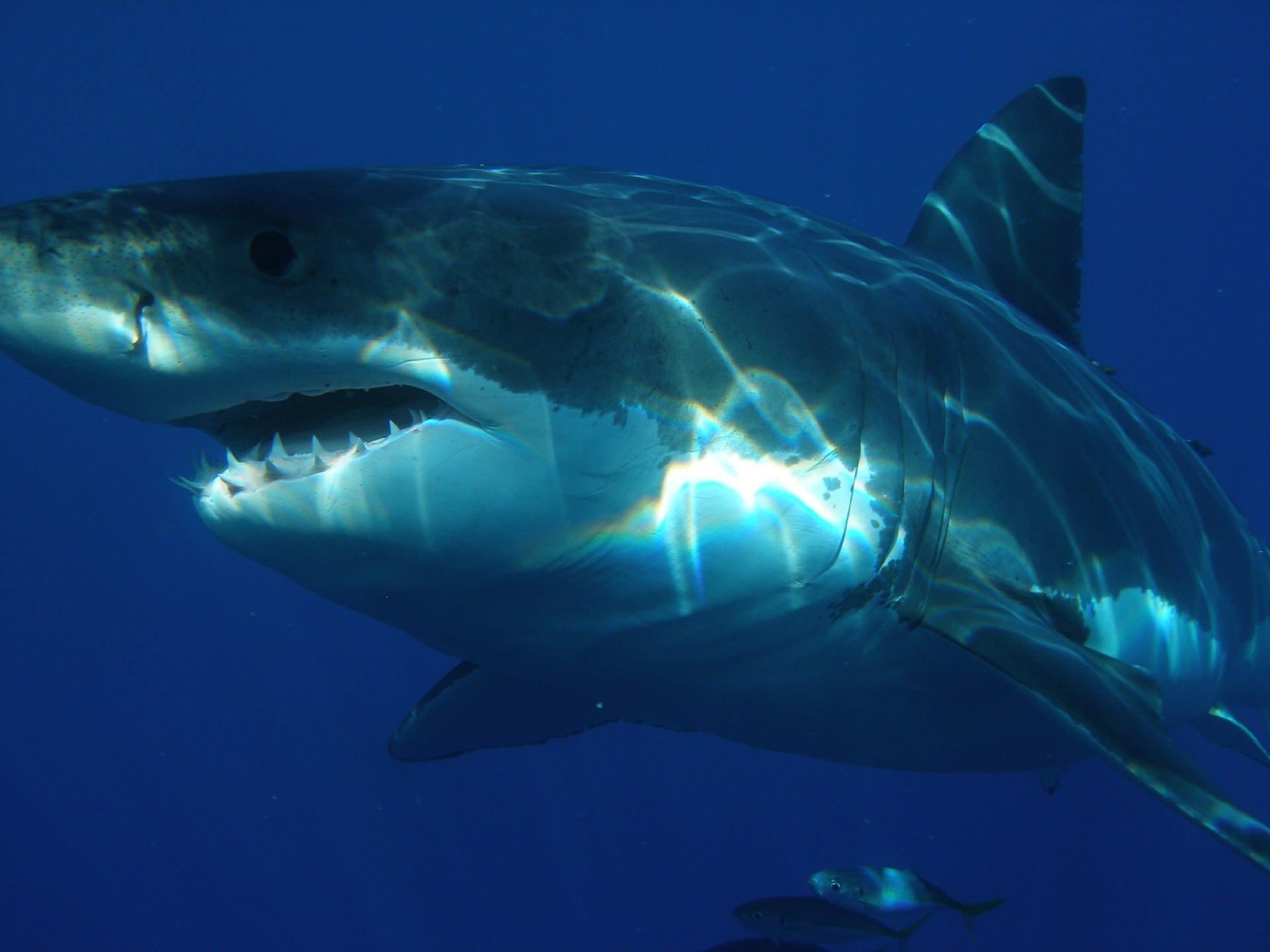 Site de apostas inova, cria 'corrida' de tubarões e surpreende organização que rastreia os animais thumbnail