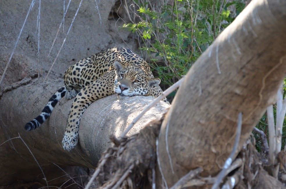 Ibaca é flagrada descansando em tronco de árvore no Pantanal Mato-grossense — Foto: Branco Arruda