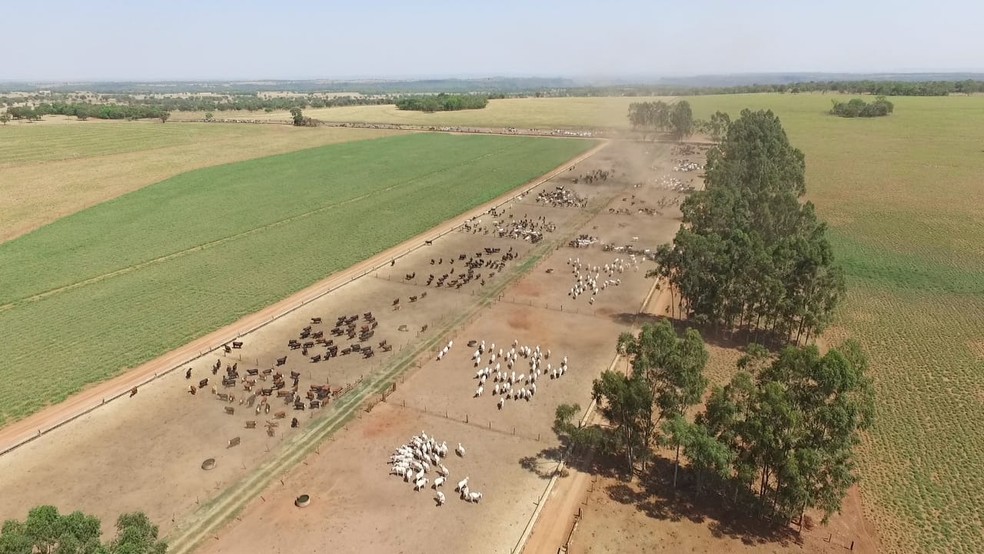 Fazenda Ventura é referência na produção de gado de corte e em carne de qualidade, em Figueirão (MS). — Foto: Thiago Corazza/Arquivo pessoal