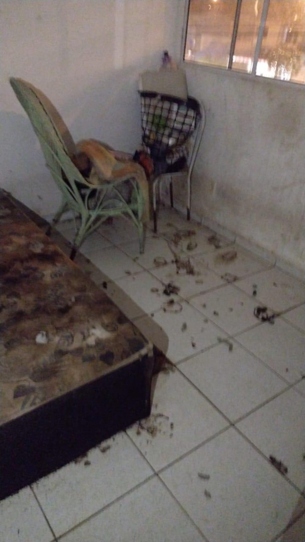 Cães estavam em um ambiente mal-cheiroso, cobertos de sujeira e dejetos — Foto: UVZ Maceió