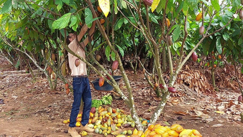 Deoclides em sua lavoura de cacau, em Rondônia — Foto: Mikely Azevedo/Rede Amazônica