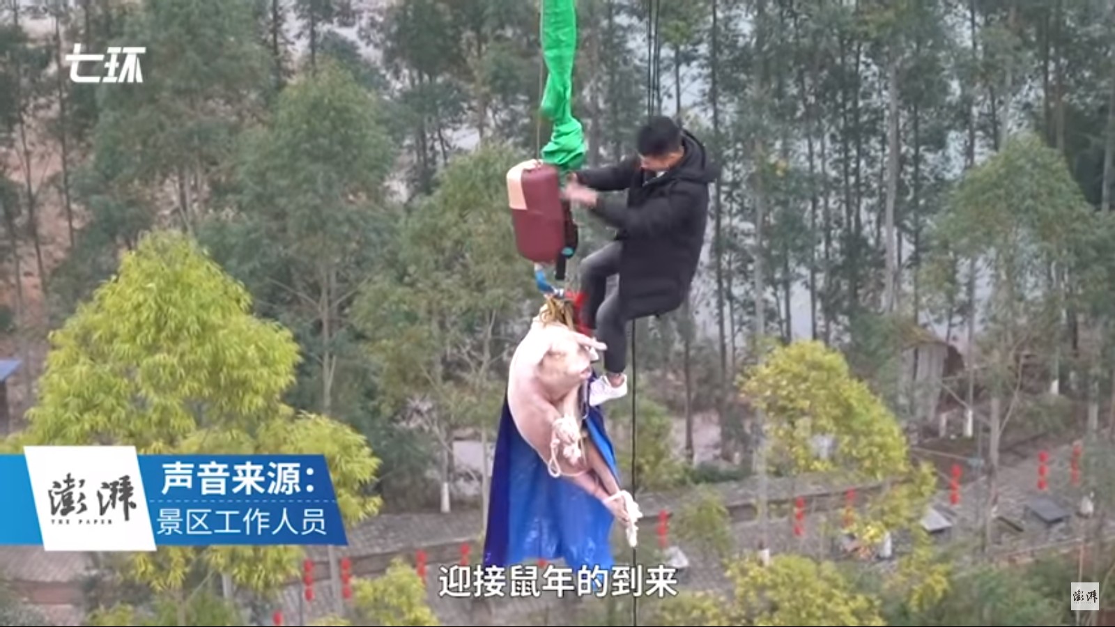 Porco é jogado de bungee jumping para divulgar parque temático na China (Foto: Reprodução/The Paper)